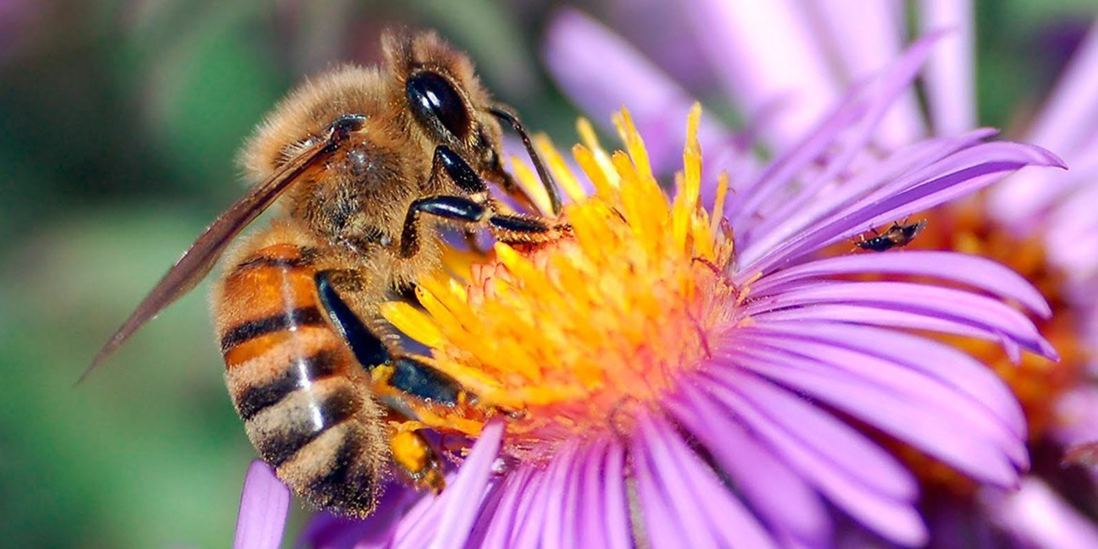 BeeDAIKIN - kúp DAIKIN a pomôž slovenským včelám